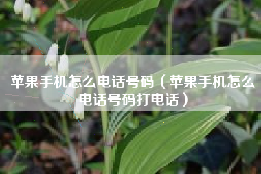 苹果手机怎么电话号码(苹果手机怎么电话号码打电话)